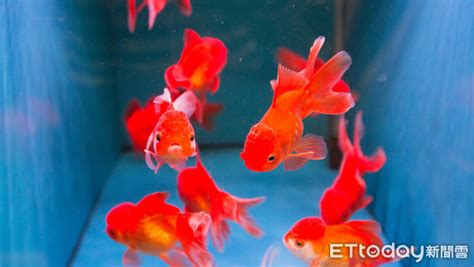 養魚 種類|8種適合新手養的魚 1500元就能在家打造「療癒水族箱。